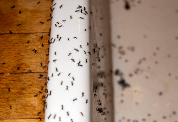 Best Best Pest Control Companies  in Glenn Heights, TX