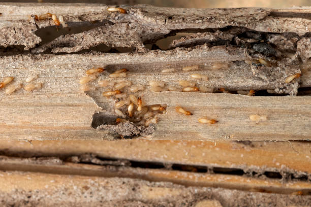 Pest Control Cost in Glenn Heights, TX